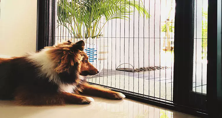 Sliding Screen Pet Door Repair in Wesley Chapel, FL