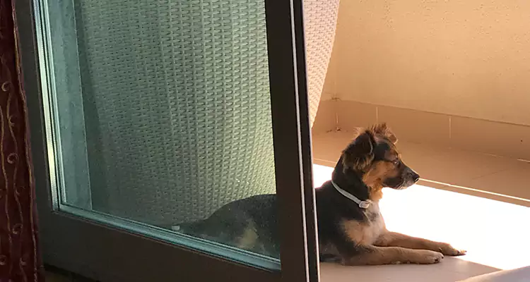 French Door Pet Screen Repair in Wesley Chapel, FL